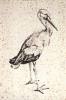 Storch, 1515